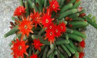 植物大战僵尸2金手指 植物大战僵尸2金手指